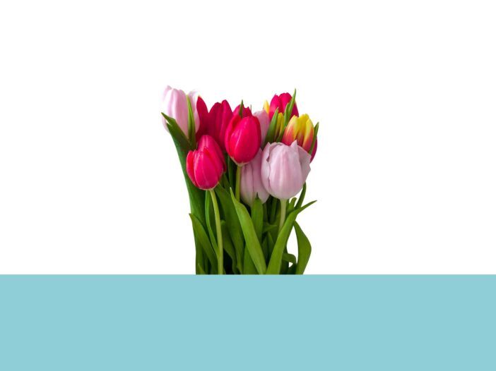 entrevista-es-espanol-kevin-holanda