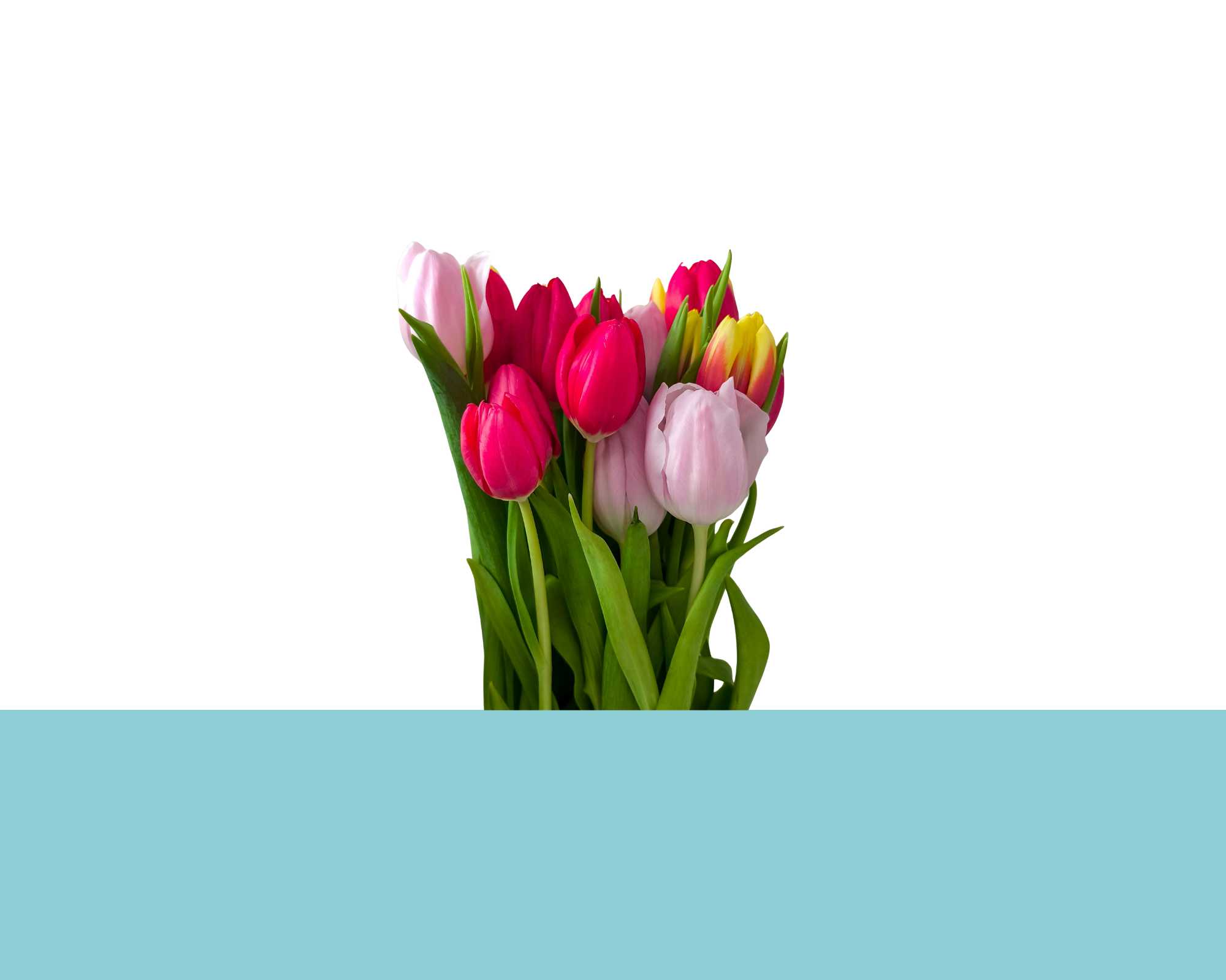 entrevista-es-espanol-kevin-holanda