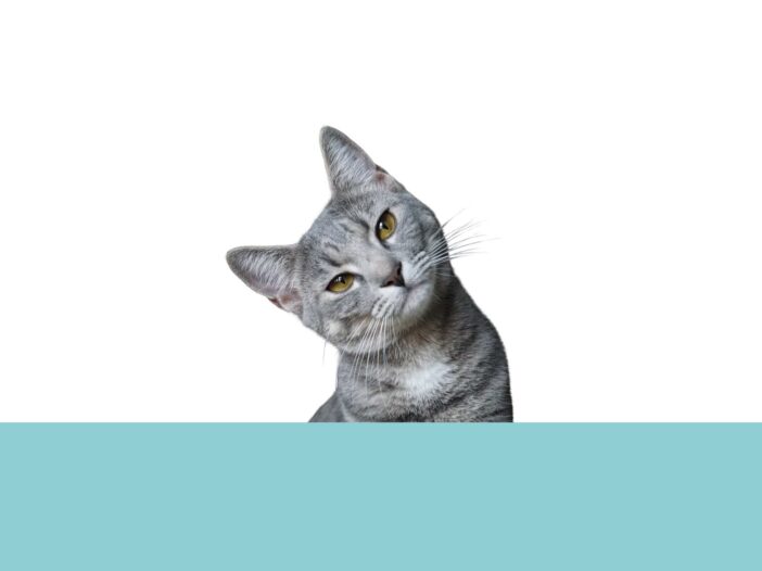 expresiones-con-gatos