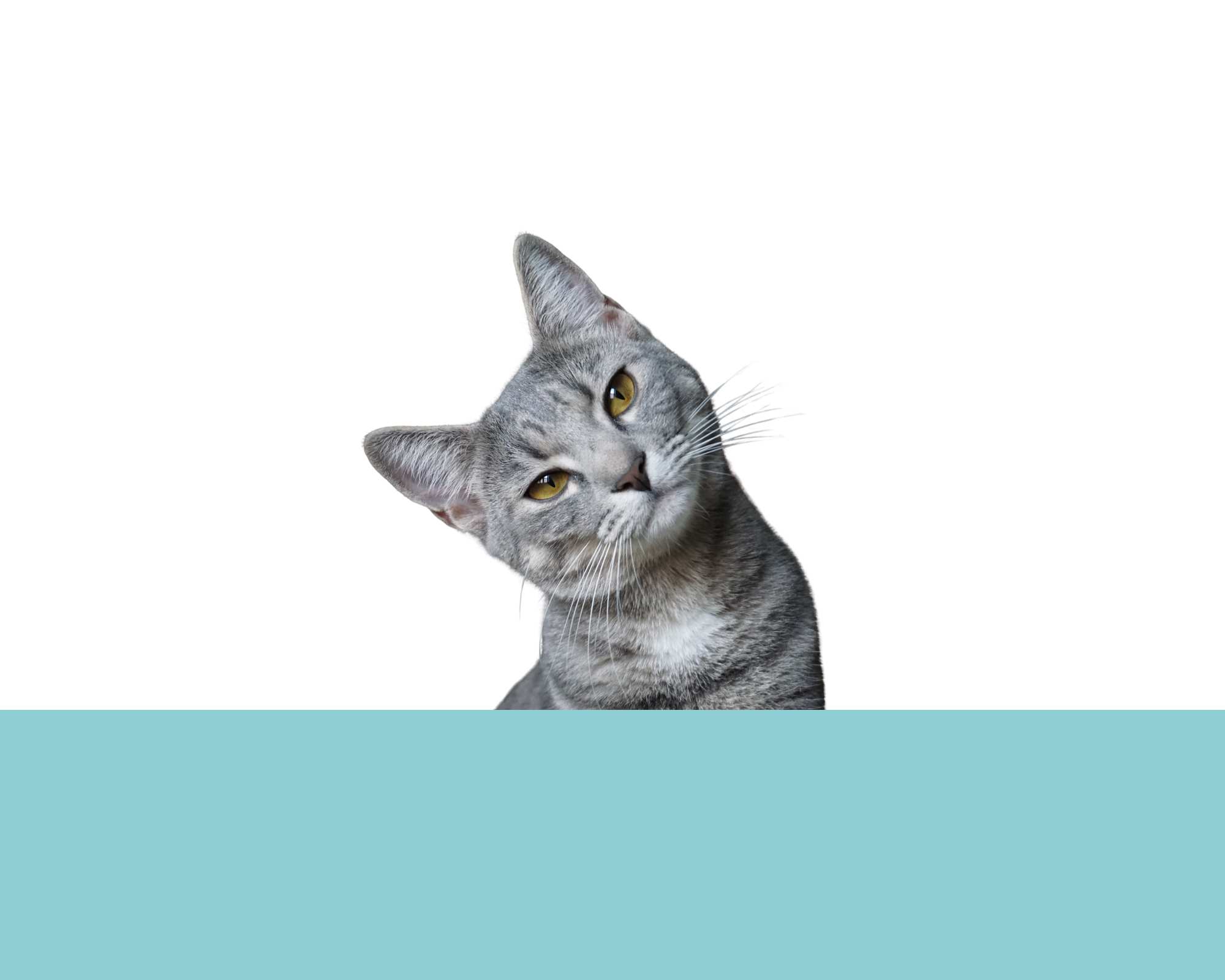 expresiones-con-gatos